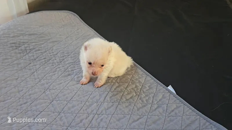 Cuddlebug – Pomeranian puppy for sale in Newport News, VA