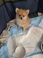 Asha, a female Pomeranian for sale in Newport News, VA – Photo 4 of 5