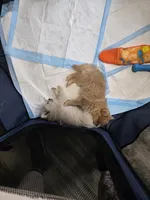 Asha, a female Pomeranian for sale in Newport News, VA – Photo 3 of 5