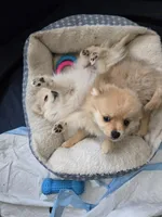 Asha, a female Pomeranian for sale in Newport News, VA – Photo 2 of 5