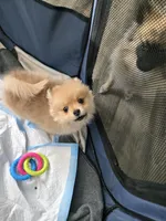 Asha, a female Pomeranian for sale in Newport News, VA – Photo 5 of 5