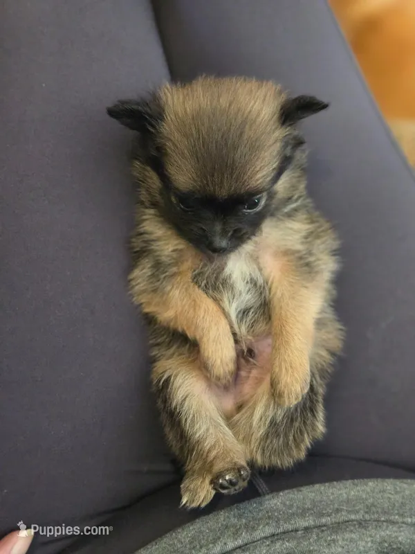 Boy 2 – Pomchi puppy for sale in Newport News, VA