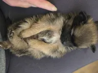 Boy 2, a male Pomchi for sale in Newport News, VA – Photo 2 of 2