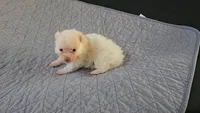 Cuddlebug, a male Pomeranian for sale in Newport News, VA – 2 of 3