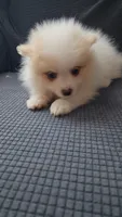 Wicket, a male Pomeranian for sale in Newport News, VA – 2 of 4