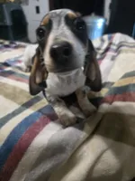 Snoopy, a male Dachshund for sale in Saint Charles, MI – 5 of 7