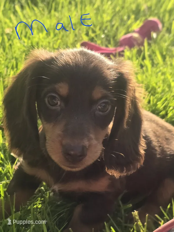 Hersey  – Dachshund puppy for sale in Saint Charles, MI