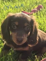 Hersey , a male Dachshund for sale in Saint Charles, MI – 1 of 5
