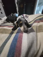 Snoopy, a male Dachshund for sale in Saint Charles, MI – 1 of 7