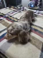 Brownie , a female Dachshund for sale in Saint Charles, MI – 2 of 5