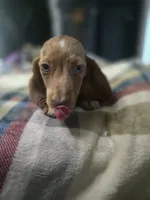 Teddy , a male Dachshund for sale in Saint Charles, MI – 2 of 6
