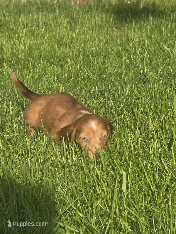 Teddy  – Dachshund puppy for sale in Saint Charles, MI