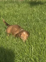 Teddy , a male Dachshund for sale in Saint Charles, MI – 1 of 6