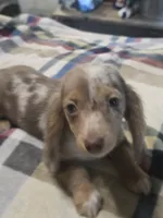 Brownie , a female Dachshund for sale in Saint Charles, MI – 3 of 5