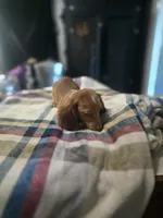 Teddy , a male Dachshund for sale in Saint Charles, MI – 5 of 6