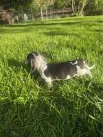Snoopy, a male Dachshund for sale in Saint Charles, MI – 3 of 7