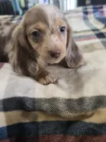 Brownie , a female Dachshund for sale in Saint Charles, MI – 4 of 5