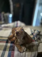 Teddy , a male Dachshund for sale in Saint Charles, MI – 4 of 6