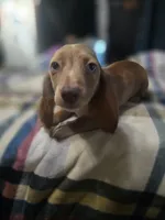 Teddy , a male Dachshund for sale in Saint Charles, MI – 6 of 6
