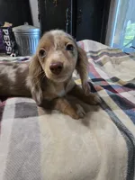 Brownie , a female Dachshund for sale in Saint Charles, MI – 5 of 5