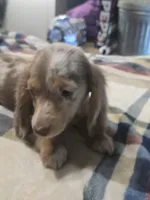Brownie , a female Dachshund for sale in Saint Charles, MI – 1 of 5