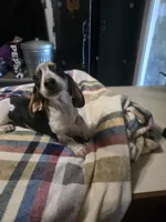 Snoopy, a male Dachshund for sale in Saint Charles, MI – 2 of 7