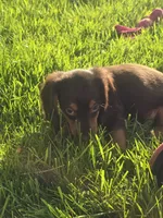 Hersey , a male Dachshund for sale in Saint Charles, MI – 5 of 5