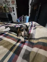 Snoopy, a male Dachshund for sale in Saint Charles, MI – 4 of 7
