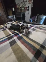 Snoopy, a male Dachshund for sale in Saint Charles, MI – 6 of 7