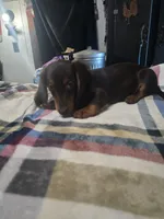 Hersey , a male Dachshund for sale in Saint Charles, MI – 4 of 5