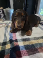 Hersey , a male Dachshund for sale in Saint Charles, MI – 2 of 5