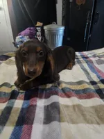 Hersey , a male Dachshund for sale in Saint Charles, MI – 3 of 5