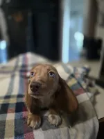 Teddy , a male Dachshund for sale in Saint Charles, MI – 3 of 6