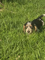 Snoopy, a male Dachshund for sale in Saint Charles, MI – 7 of 7