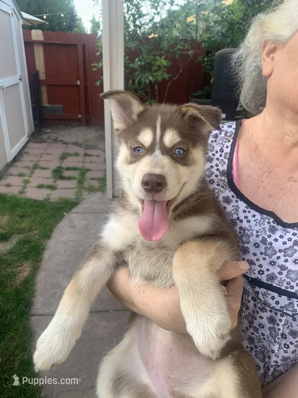 Mocha – Australian Cattle Dog puppy for sale in Manteca, CA