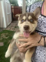 Mocha, a female Australian Cattle Dog for sale in Manteca, CA – 3 of 4