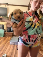 Ford, a male Miniature Dachshund for sale in Linton, IN – 3 of 4