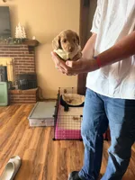 Henry, a male Miniature Dachshund for sale in Linton, IN – 2 of 3