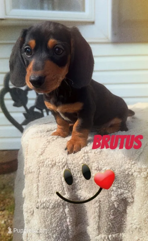Brutus – Miniature Dachshund puppy for sale in Linton, IN