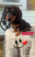 Brutus, a male Miniature Dachshund for sale in Linton, IN – 1 of 1
