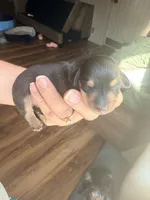 Jasper, a male Miniature Dachshund for sale in Linton, IN – 2 of 3