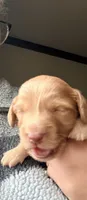 Ford, a male Miniature Dachshund for sale in Linton, IN – 2 of 4