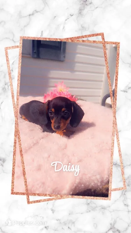 Daisy – Miniature Dachshund puppy for sale in Linton, IN
