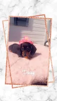 Daisy, a female Miniature Dachshund for sale in Linton, IN – 1 of 1