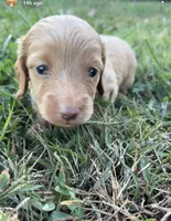 Henry, a male Miniature Dachshund for sale in Linton, IN – 1 of 3