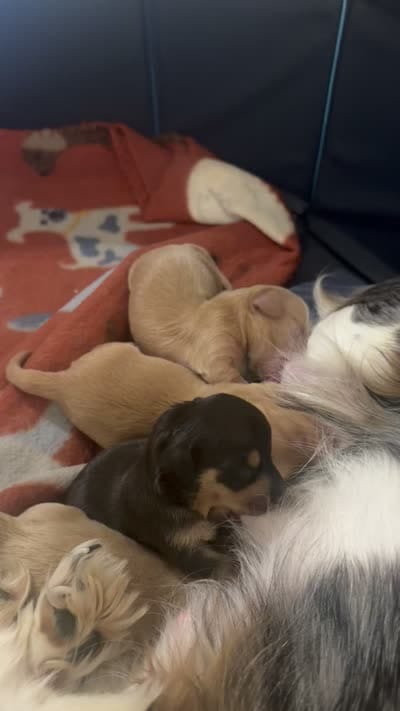 Jasper, a male Miniature Dachshund for sale in Linton, IN – 3 of 3