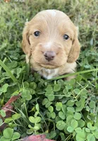 Sawyer , a male Miniature Dachshund for sale in Linton, IN – 2 of 3