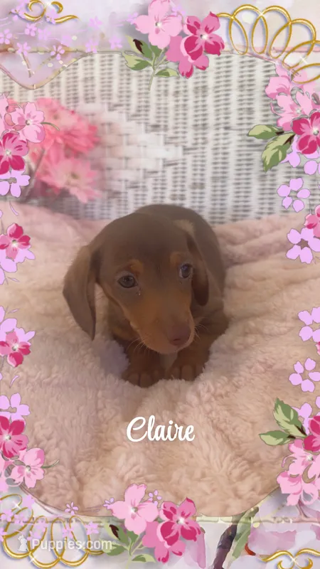 Claire, a female Miniature Dachshund for sale in Linton, IN – 1 of 1