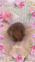 Claire, a female Miniature Dachshund for sale in Linton, IN – 1 of 1