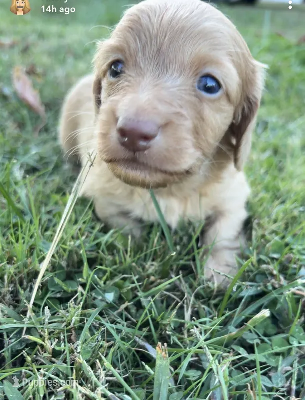Ford – Miniature Dachshund puppy for sale in Linton, IN
